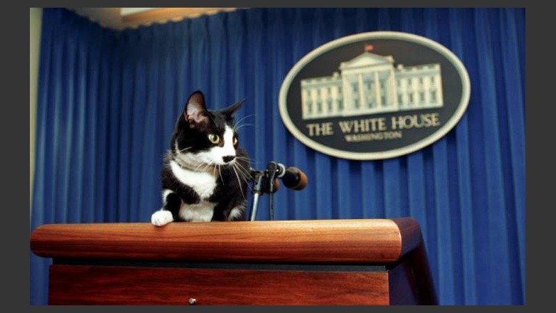 Socks se hizo famoso por sus apariciones en las ruedas de prensa.