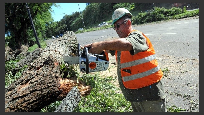 Se intensificaban las tareas para retirar árboles y ramas caídas. 