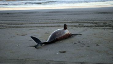 Los delfines hallados eran de la especie pontoporia blainvillei, considerada vulnerable.