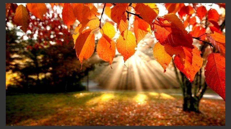 El sol se cuela entre las hojas que empiezan a marchitarse. 