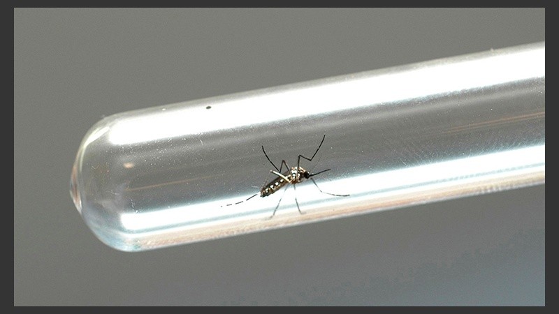 Es un método eficiente y no contaminante que, hasta ahora, no se había probado en este tipo de mosquitos.