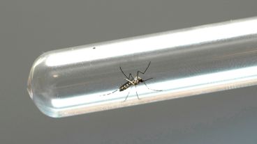 Es un método eficiente y no contaminante que, hasta ahora, no se había probado en este tipo de mosquitos.