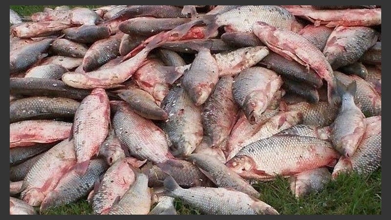 Los sábalos decomisados por la guardia rural. 