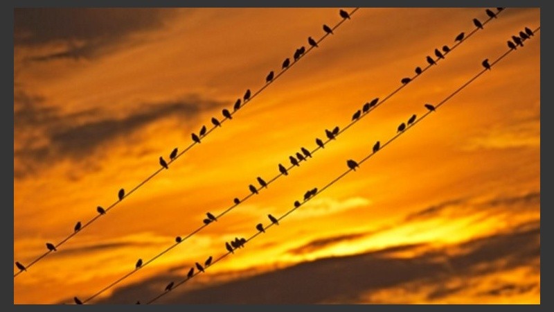 Pájaros quietitos miran el amanecer.