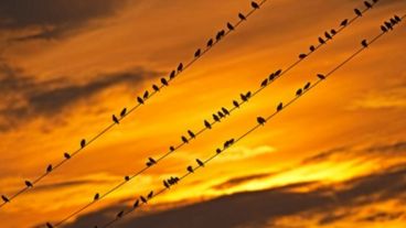 Pájaros quietitos miran el amanecer.