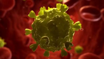 Se desarrolló un modelo de infección relacionado al VIH, con el virus de la inmunodeficiencia de los simios.