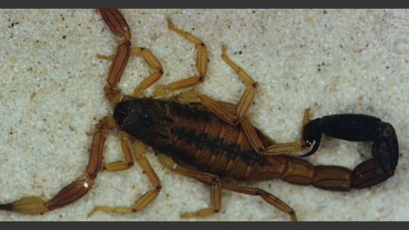 El nene fue picado por el alacrán este jueves al mediodía y murió esta madrugada. 