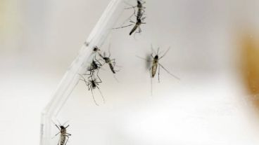 Con la proximidad del otoño podría haber más mosquitos que en pleno verano.