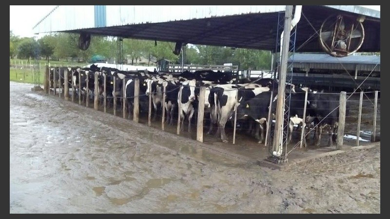 Vuelven a reclamar ayuda urgente para el sector lechero de Santa Fe. 