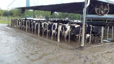 Vuelven a reclamar ayuda urgente para el sector lechero de Santa Fe.