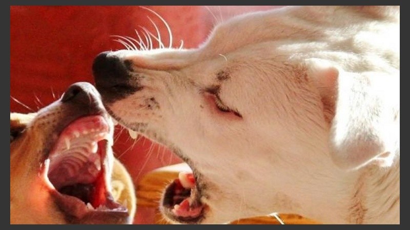 Raro un labrador tan malo.