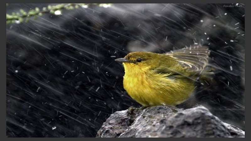 Habrá que buscar abrigo en los árboles. 