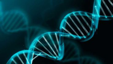 Se pretende manipular los genomas para que el tratamiento de enfermedades sea más eficaz.