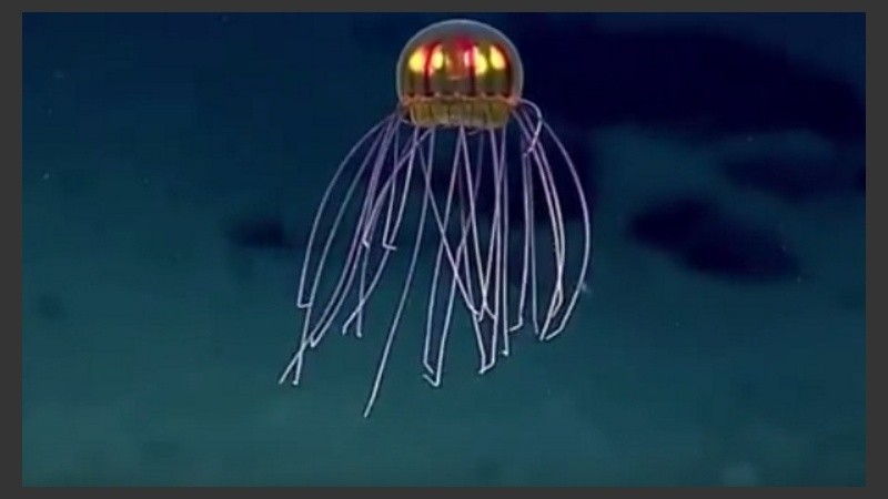 La extraña medusa alienígena