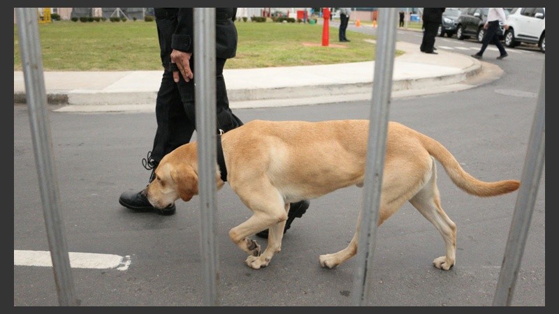 Perros en busca de explosivos. Importante seguridad en la zona.