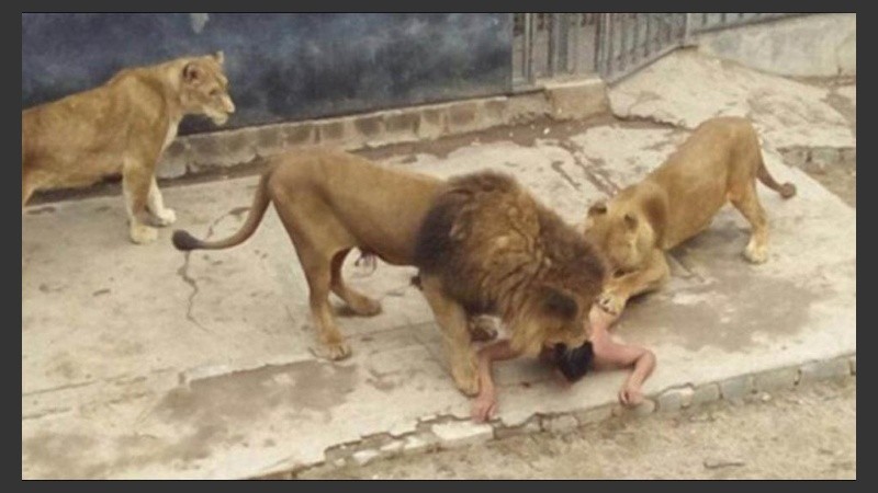Los leones sacrificados eran un macho y una hembra de origen africano. 