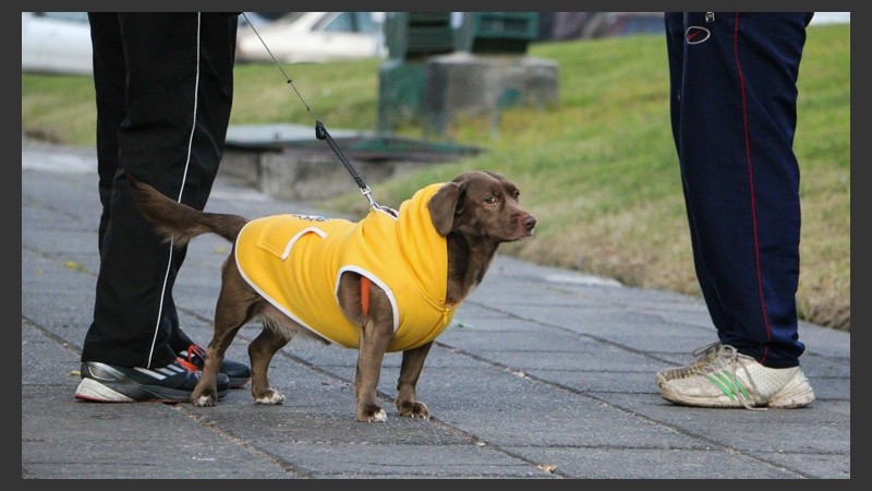 Los dueños de las mascotas deciden protegerlos de las bajas temperaturas. (Rosario3.com)