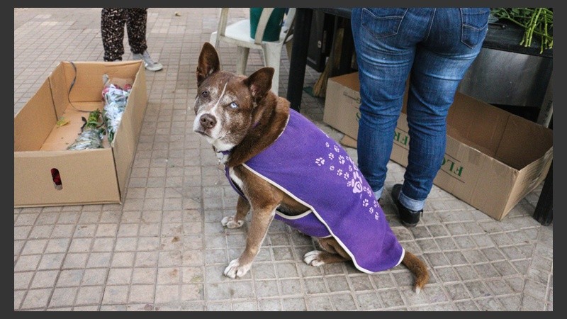 Algunos perros de la calle también son atendidos por vecinos y reciben su abrigo. (Rosario3.com)