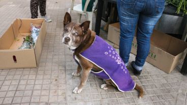 Algunos perros de la calle también son atendidos por vecinos y reciben su abrigo. (Rosario3.com)