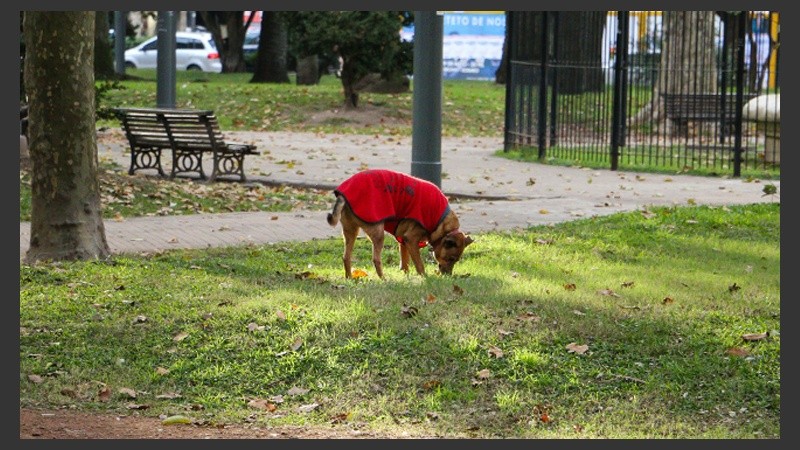 Este perro en plaza López disfruta del tibio sol con bajas temperaturas. (Rosario3.com)