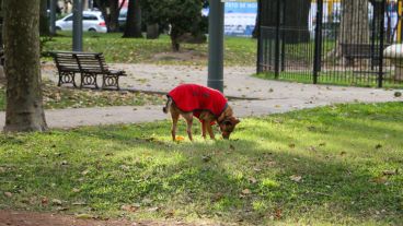 Este perro en plaza López disfruta del tibio sol con bajas temperaturas. (Rosario3.com)