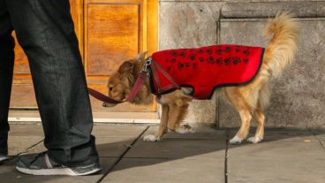 Cada vez más rosarinos deciden proteger a sus mascotas del frío. (Rosario3.com)