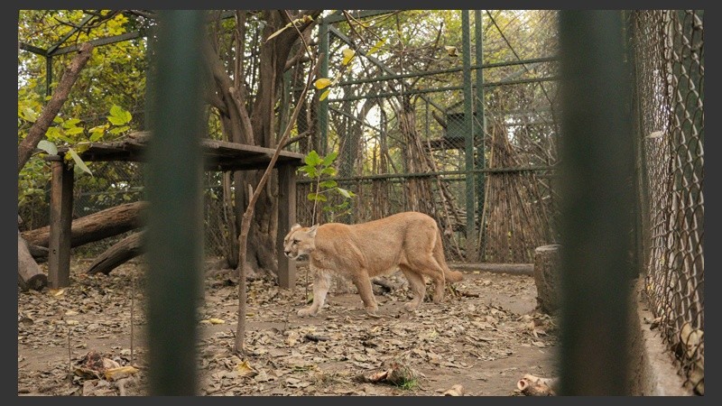 Un ejemplar puma. Llegó al refugio tras múltiples quebraduras que tiempo después fueron curadas. (Alan Monzón/Rosario3.com)