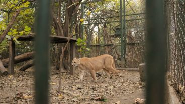 Un ejemplar puma. Llegó al refugio tras múltiples quebraduras que tiempo después fueron curadas. (Alan Monzón/Rosario3.com)