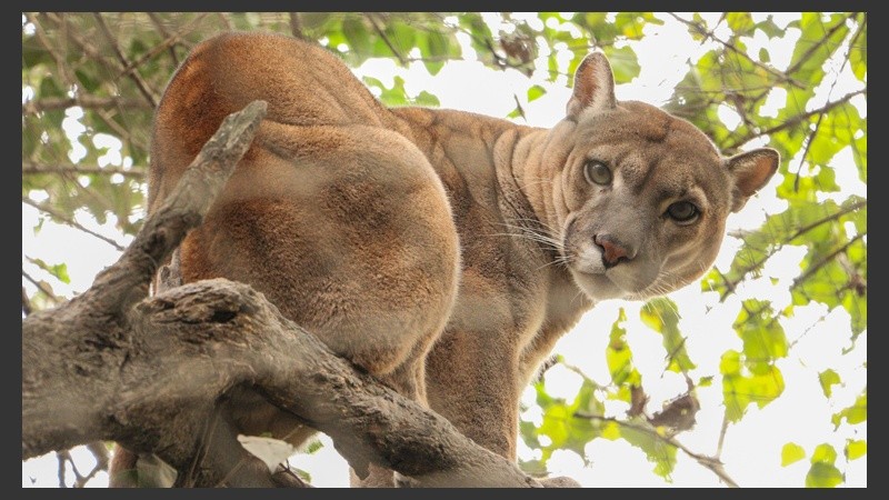 Un puma posa ante la cámara. Es uno de los pocos animales salvajes que quedan en el lugar. (Alan Monzón/Rosario3.com)