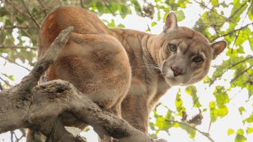 Un puma posa ante la cámara. Es uno de los pocos animales salvajes que quedan en el lugar. (Alan Monzón/Rosario3.com)