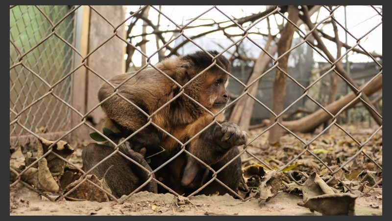 Un mono Caí de nombre 