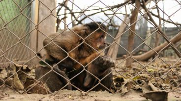 Un mono Caí de nombre "Martín", es uno de los ejemplares que se pueden ver en el refugio. (Alan Monzón/Rosario3.com)