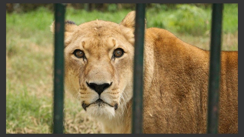 La leona fue traída desde el Zoo de Luján en el 2002 para recibir cuidados especiales. (Alan Monzón/Rosario3.com)