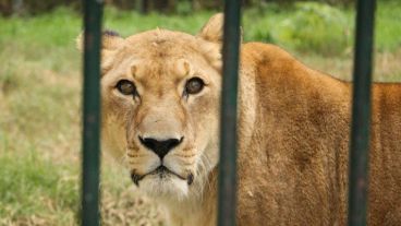 La leona fue traída desde el Zoo de Luján en el 2002 para recibir cuidados especiales. (Alan Monzón/Rosario3.com)
