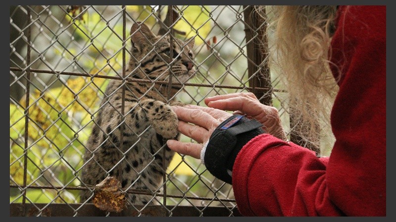 Un gato montés saluda a 