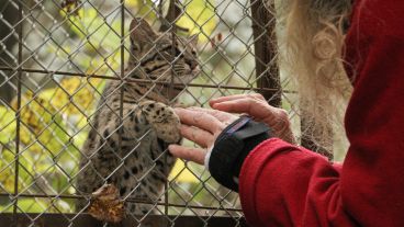 Un gato montés saluda a "Beba", su cuidadora. El refugio protege a los animales silvestres que tienen algún problema de salud. (Alan Monzón/Rosario3.com)