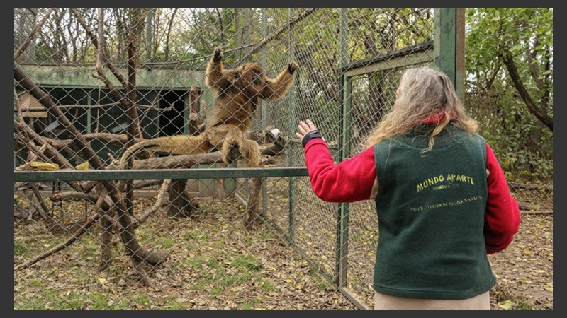 Un mono Carayá. Algunos de estos ejemplares pertenecían al zoo de Rosario y aún viven. (Alan Monzón/Rosario3.com)