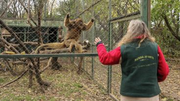 Un mono Carayá. Algunos de estos ejemplares pertenecían al zoo de Rosario y aún viven. (Alan Monzón/Rosario3.com)