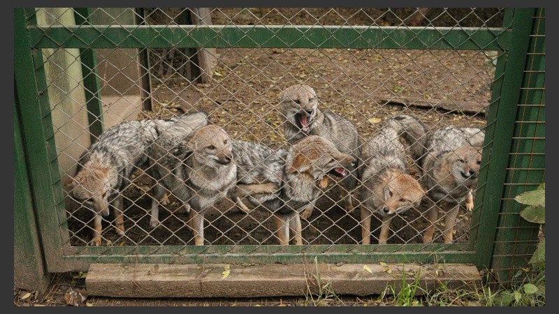 Zorros a la vista. El refugio está trabajando con el Conicet para que puedan ser liberados en poco tiempo. (Alan Monzón/Rosario3.com)