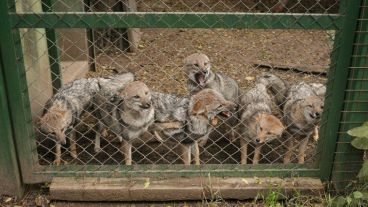 Zorros a la vista. El refugio está trabajando con el Conicet para que puedan ser liberados en poco tiempo. (Alan Monzón/Rosario3.com)