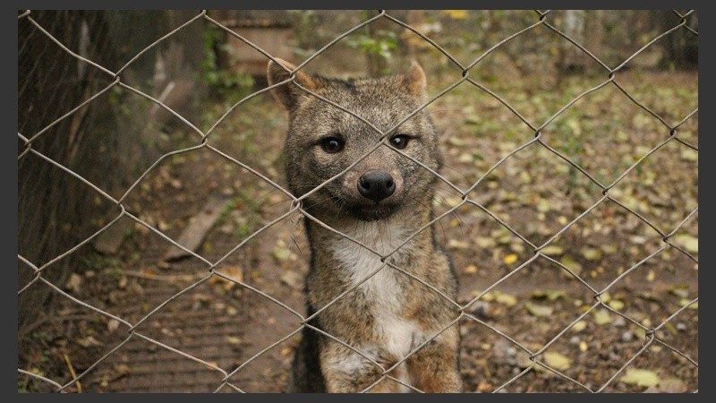 Una zorra posa ante la cámara. (Alan Monzón/Rosario3.com)