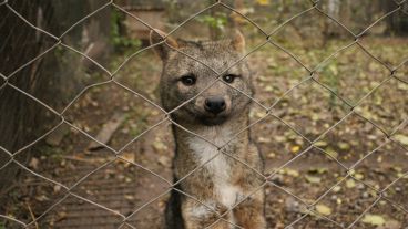Una zorra posa ante la cámara. (Alan Monzón/Rosario3.com)