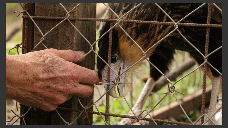 Un ave Carancho fue abandonada en la puerta del refugio por problemas en una de sus patas y se recupera en el refugio. (Alan Monzón/Rosario3.com)