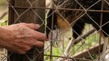 Un ave Carancho fue abandonada en la puerta del refugio por problemas en una de sus patas y se recupera en el refugio. (Alan Monzón/Rosario3.com)