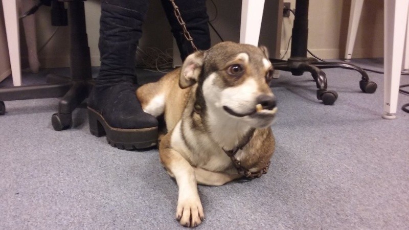Visitante ilustre: Dientes en la redacción de Rosario3.com.