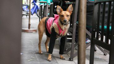 Muy canchero. Este perro vestido para enfrentar el frío es parte de una moda que crece en Rosario. (Rosario3.com)