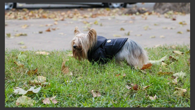 Un caniche con un chaleco de cuerina ante el frío matinal. (Rosario3.com)