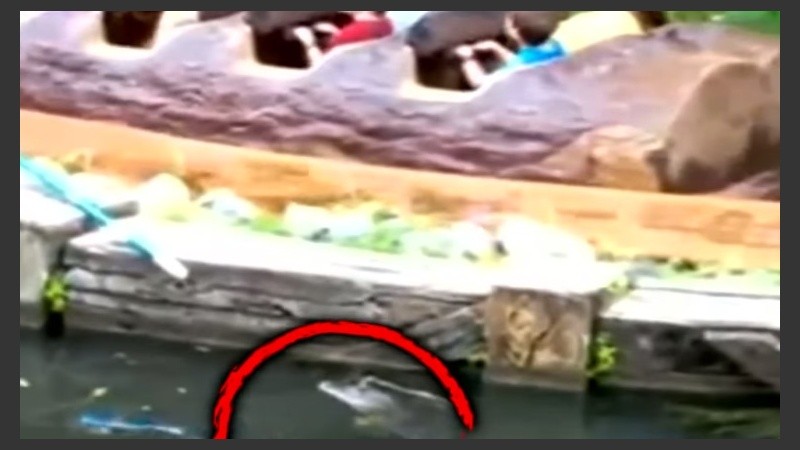 El video permite observar la cercanía de otro caimán respecto de uno de los juegos llamados Splash.