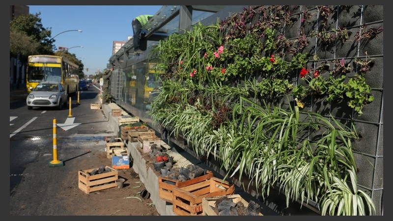 Plantas con flores como adorno.