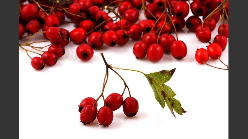 Usar rosa mosqueta después de una quemadura o corte, puede contribuir a la mejora de la cicatrización de la herida.